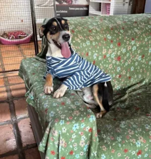 Cachorro raça SRD-ViraLata idade 1 ano nome Francisco