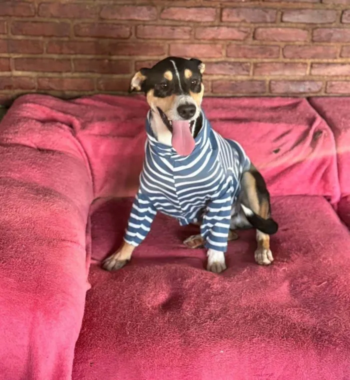 Cachorro ra a SRD-ViraLata idade 1 ano nome Francisco