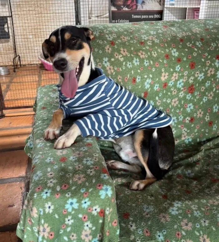 Cachorro ra a SRD-ViraLata idade 1 ano nome Francisco