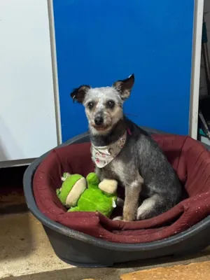 Cachorro raça SRD-ViraLata idade 3 anos nome Babi