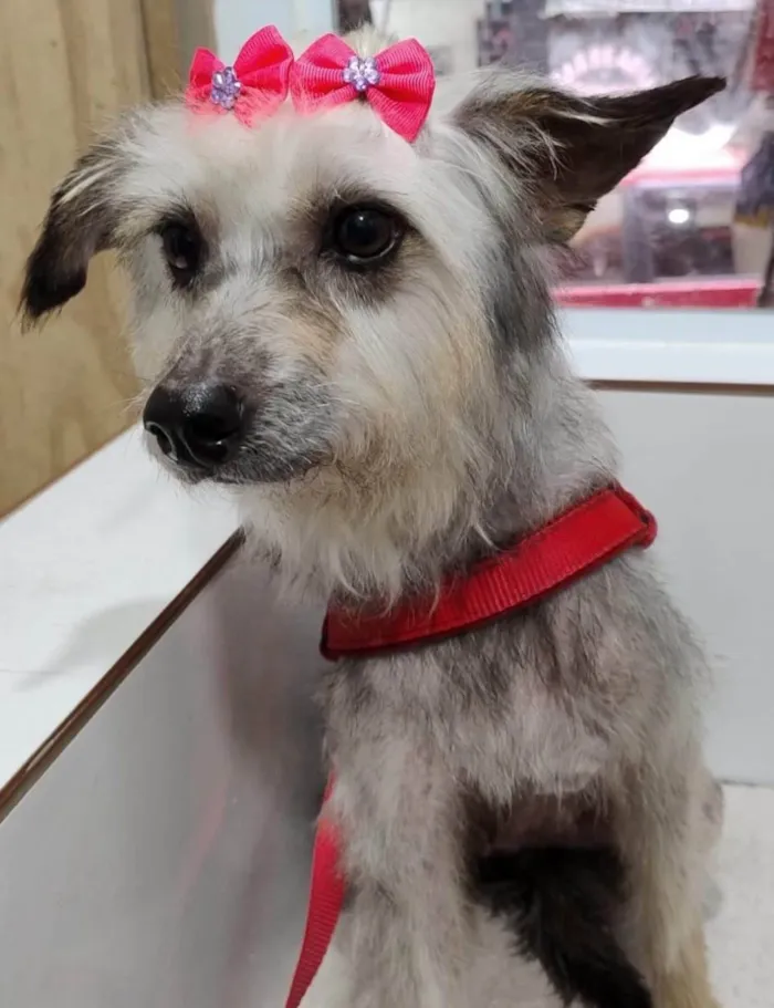 Cachorro ra a SRD-ViraLata idade 3 anos nome Babi