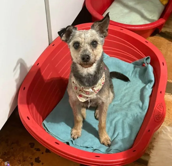 Cachorro ra a SRD-ViraLata idade 3 anos nome Babi