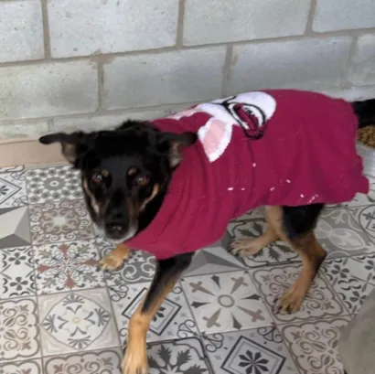 Cachorro raça SRD-ViraLata idade 5 anos nome Black 