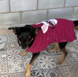 Cachorro raça SRD-ViraLata idade 5 anos nome Black