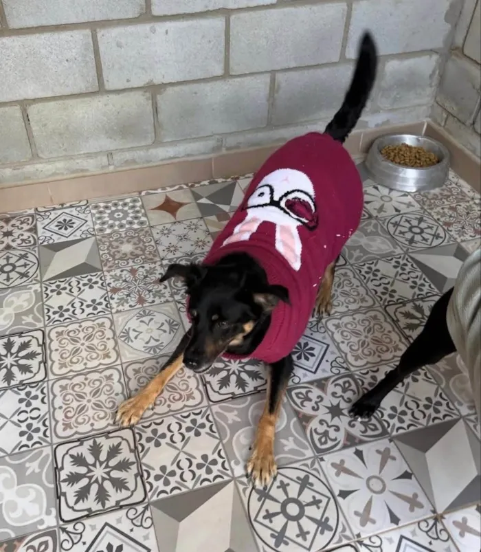 Cachorro ra a SRD-ViraLata idade 5 anos nome Black