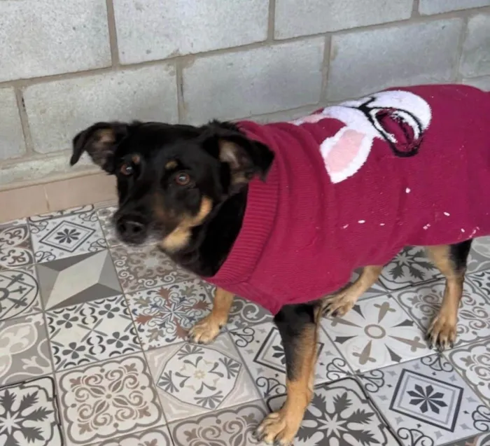 Cachorro ra a SRD-ViraLata idade 5 anos nome Black