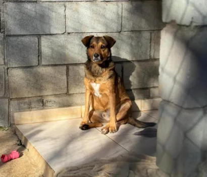 Cachorro raça SRD-ViraLata idade 3 anos nome Tevez