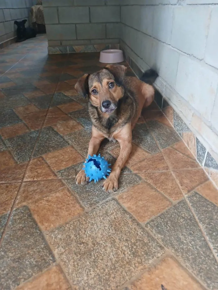 Cachorro ra a SRD-ViraLata idade 3 anos nome Tevez