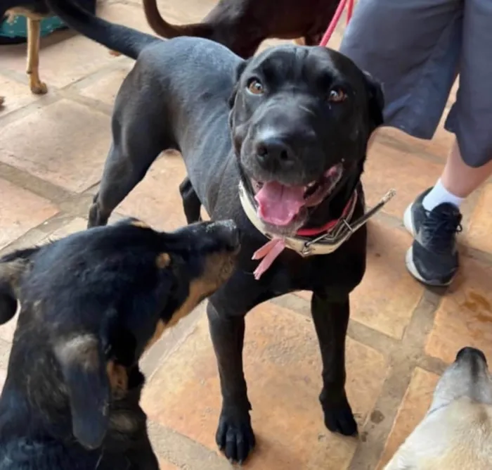 Cachorro ra a SRD-ViraLata idade 5 anos nome Hannah