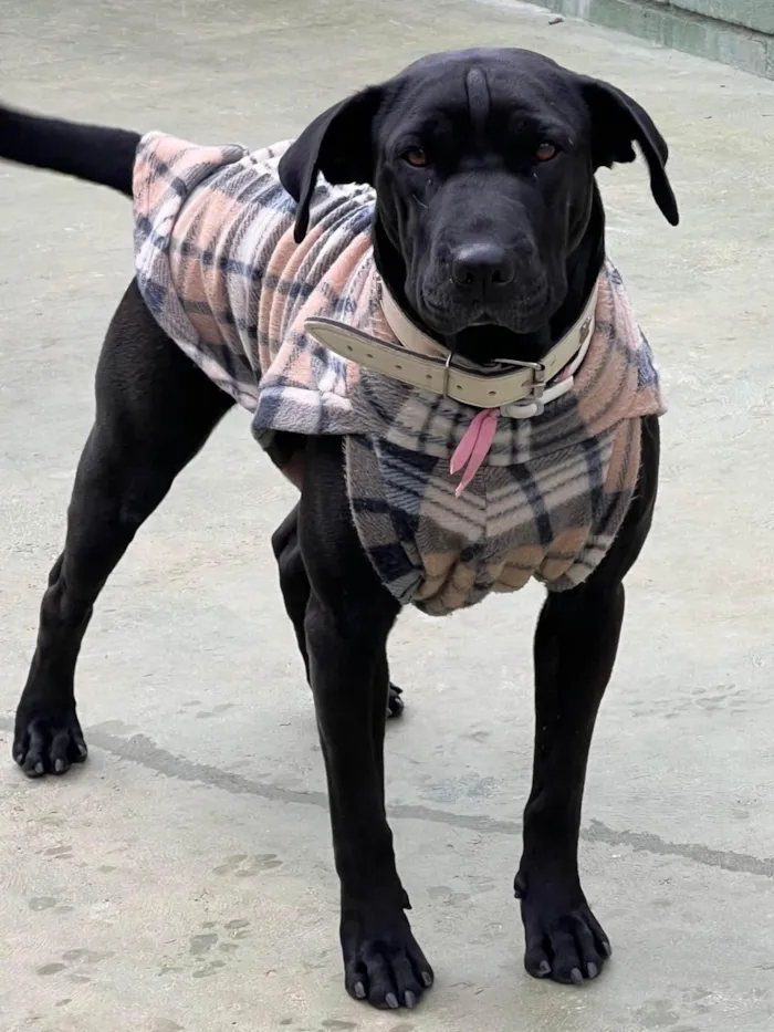 Cachorro ra a SRD-ViraLata idade 5 anos nome Hannah