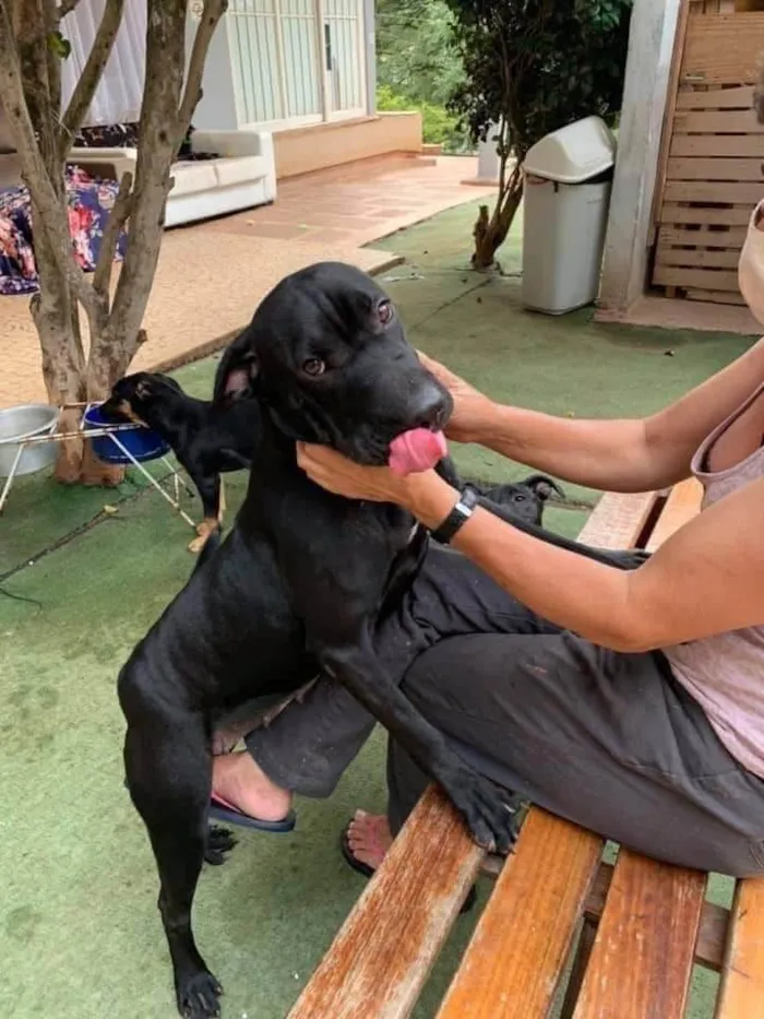 Cachorro ra a SRD-ViraLata idade 5 anos nome Hannah