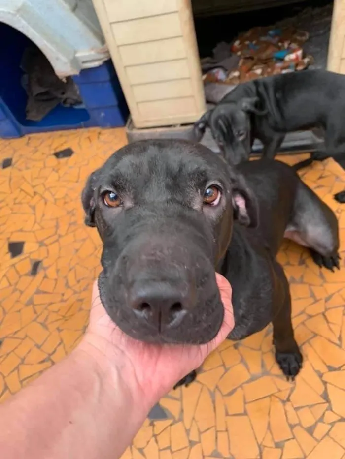 Cachorro ra a SRD-ViraLata idade 5 anos nome Hannah