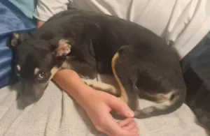 Cachorro raça SRD-ViraLata idade 2 a 6 meses nome Lulu