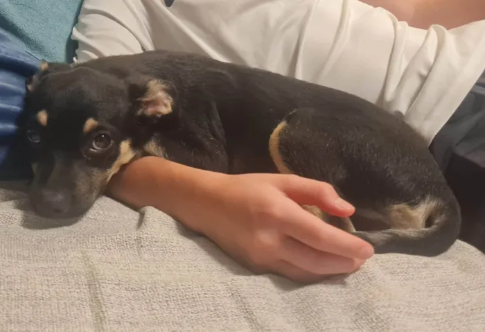 Cachorro ra a SRD-ViraLata idade 2 a 6 meses nome Lulu