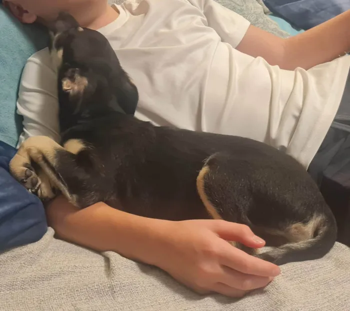 Cachorro ra a SRD-ViraLata idade 2 a 6 meses nome Lulu