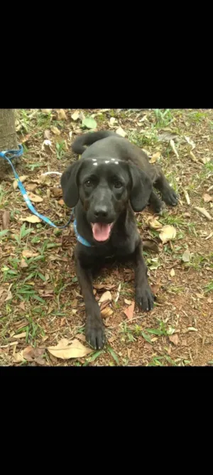 Cachorro raça SRD-ViraLata idade 7 a 11 meses nome Frida