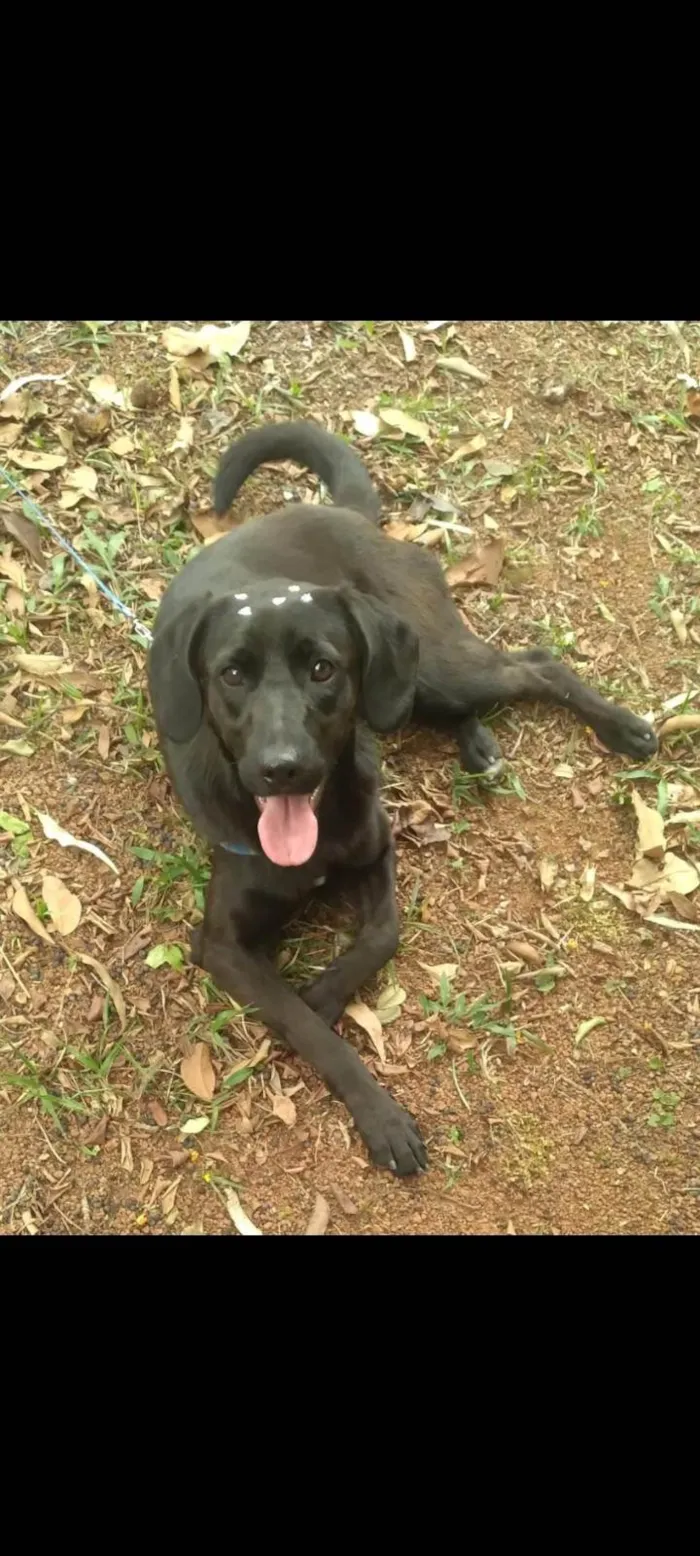 Cachorro ra a SRD-ViraLata idade 7 a 11 meses nome Frida