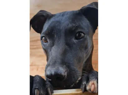 Cachorro raça SRD-ViraLata idade 7 a 11 meses nome Cacau