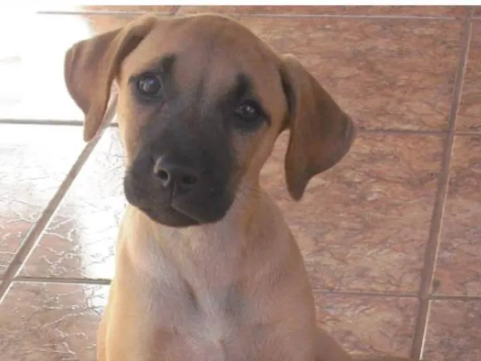 Cachorro raça SRD-ViraLata idade 7 a 11 meses nome Sem nome 