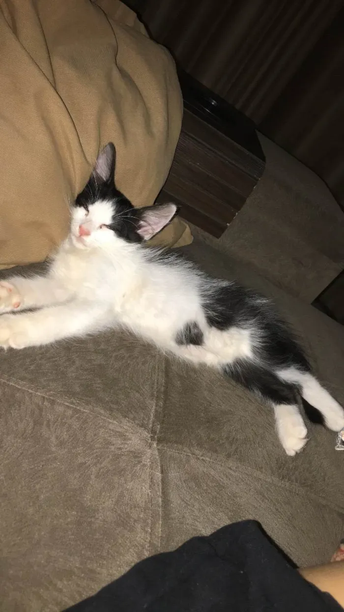 Gato ra a SRD-ViraLata idade 2 a 6 meses nome Gabriela nome da gata ( Pandora)