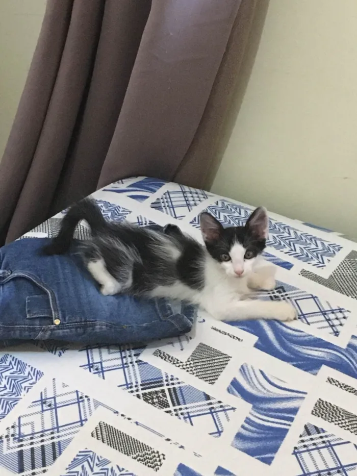 Gato ra a SRD-ViraLata idade 2 a 6 meses nome Gabriela nome da gata ( Pandora)