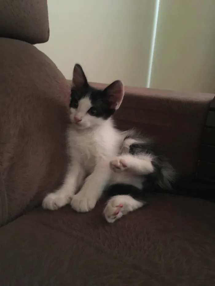 Gato ra a SRD-ViraLata idade 2 a 6 meses nome Gabriela nome da gata ( Pandora)