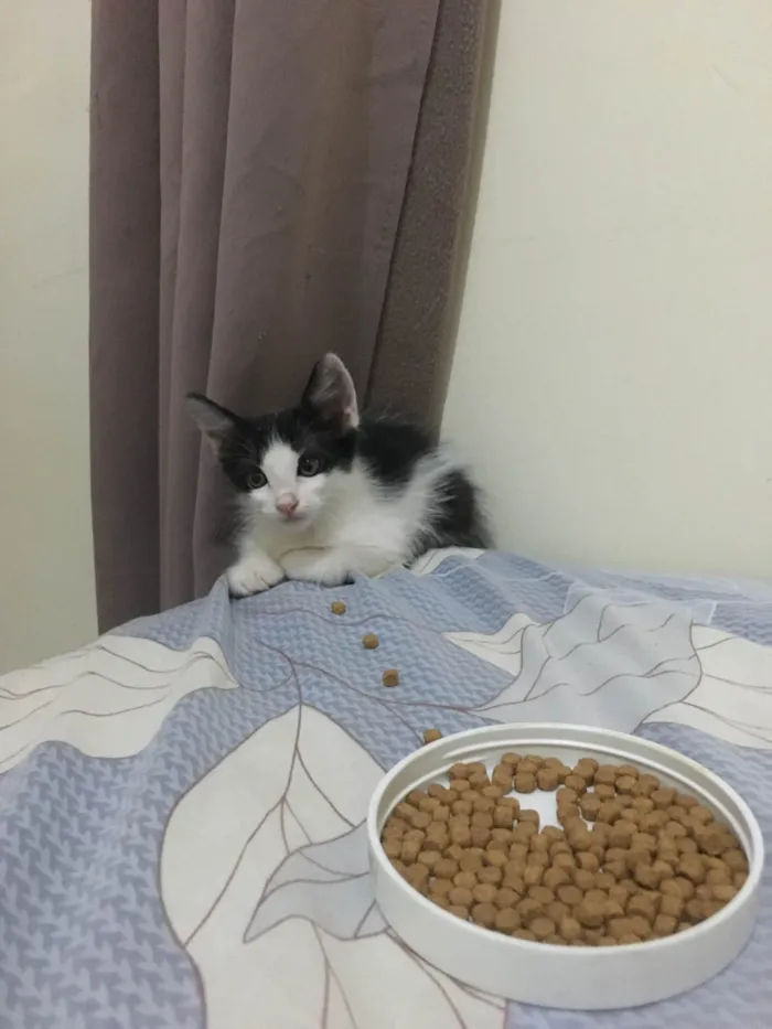 Gato ra a SRD-ViraLata idade 2 a 6 meses nome Gabriela nome da gata ( Pandora)