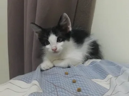 Gato raça SRD-ViraLata idade 2 a 6 meses nome Gabriela nome da gata ( Pandora)