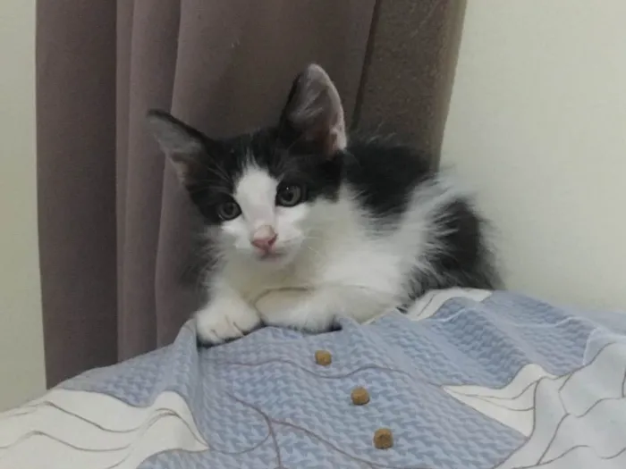 Gato ra a SRD-ViraLata idade 2 a 6 meses nome Gabriela nome da gata ( Pandora)