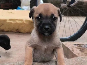 Cachorro raça Pit-Bull idade Abaixo de 2 meses nome Nenhum nome 