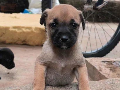 Cachorro raça Pit-Bull idade Abaixo de 2 meses nome Nenhum nome 