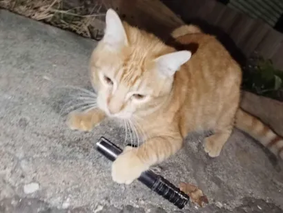 Gato raça SRD-ViraLata idade 3 anos nome Não sei