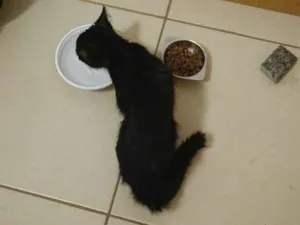 Gato raça SRD-ViraLata idade 2 a 6 meses nome nao sei