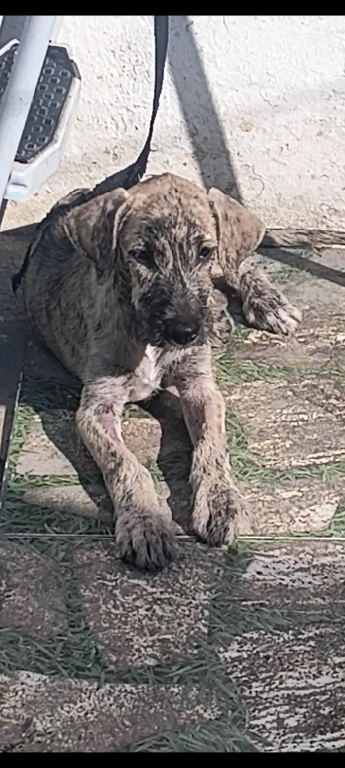 Cachorro ra a SRD-ViraLata idade 2 a 6 meses nome MACHO RAJADO 