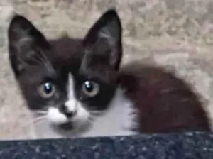 Gato raça SRD-ViraLata idade 2 a 6 meses nome Ainda sem nome