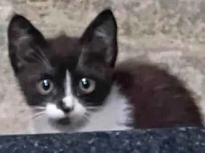 Gato raça SRD-ViraLata idade 2 a 6 meses nome Ainda sem nome