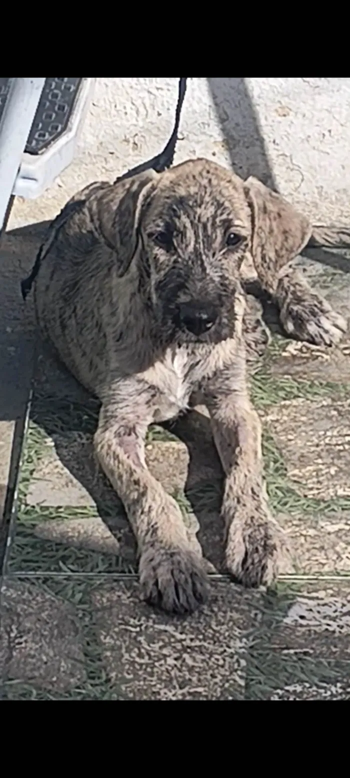 Cachorro ra a SRD-ViraLata idade 2 a 6 meses nome MACHO RAJADO 