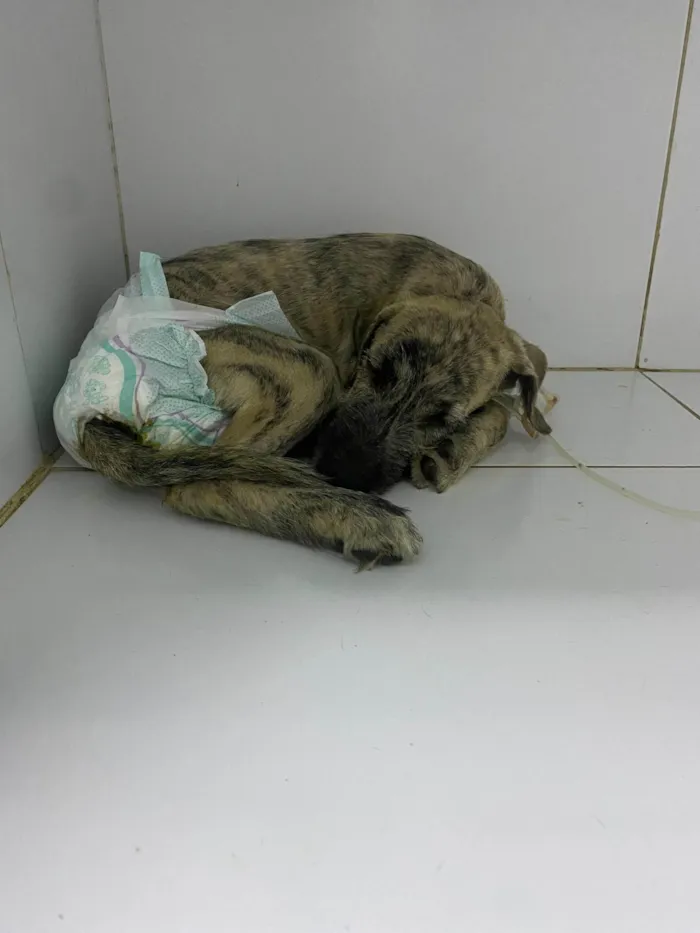 Cachorro ra a SRD-ViraLata idade 2 a 6 meses nome MACHO RAJADO 