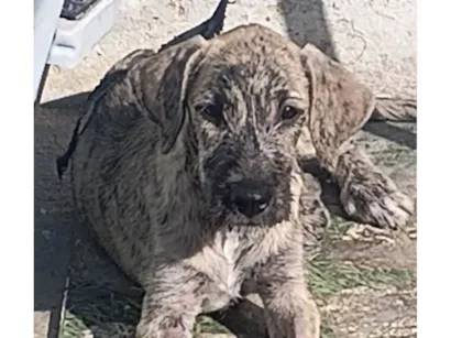 Cachorro raça SRD-ViraLata idade 2 a 6 meses nome MACHO RAJADO 