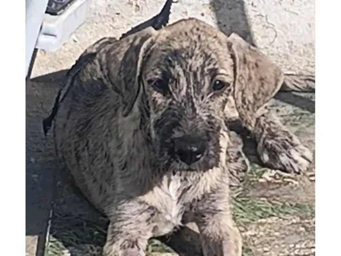 Cachorro ra a SRD-ViraLata idade 2 a 6 meses nome MACHO RAJADO 