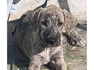 Cachorro raça SRD-ViraLata idade 2 a 6 meses nome MACHO RAJADO