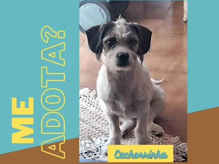 Cachorro ra a Pequinês idade 7 a 11 meses nome Femia