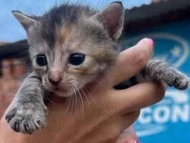 Gato raça SRD-ViraLata idade Abaixo de 2 meses nome Wendy