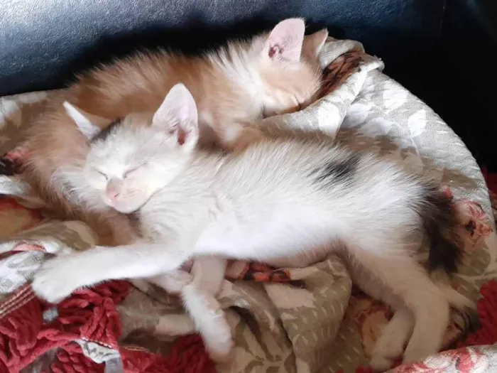 Gato ra a SRD-ViraLata idade 2 a 6 meses nome gatinha