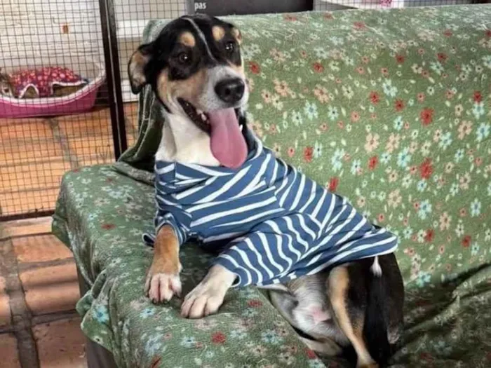 Cachorro raça SRD-ViraLata idade 1 ano nome Francisco 