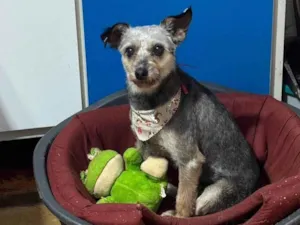 Cachorro raça SRD-ViraLata idade 3 anos nome Babi 