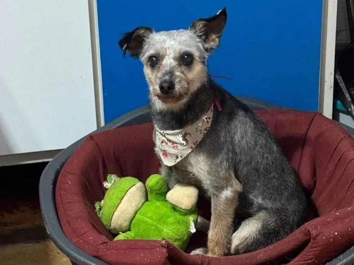 Cachorro raça SRD-ViraLata idade 3 anos nome Babi 