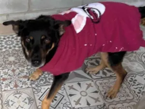 Cachorro raça SRD-ViraLata idade 5 anos nome Black 