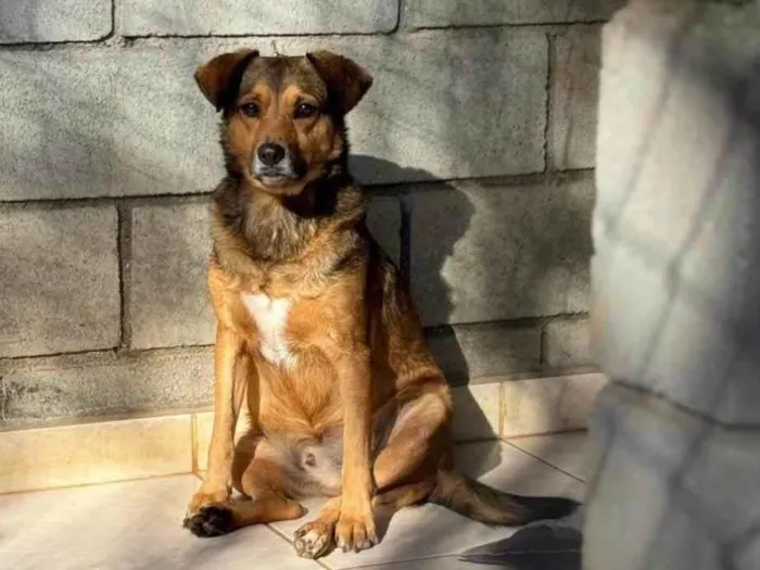 Cachorro raça SRD-ViraLata idade 3 anos nome Tevez