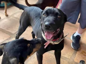 Cachorro raça SRD-ViraLata idade 5 anos nome Hannah